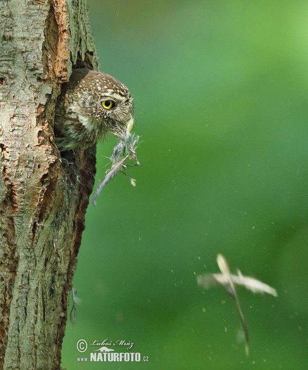 Pygmy Owl (Glaucidium passerinum)