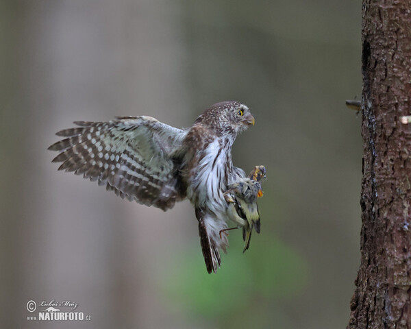 Pygmy Owl (Glaucidium passerinum)
