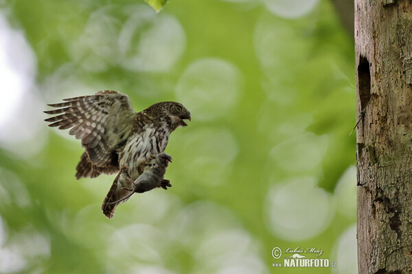 Pygmy Owl (Glaucidium passerinum)