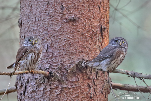 Pygmy Owl (Glaucidium passerinum)