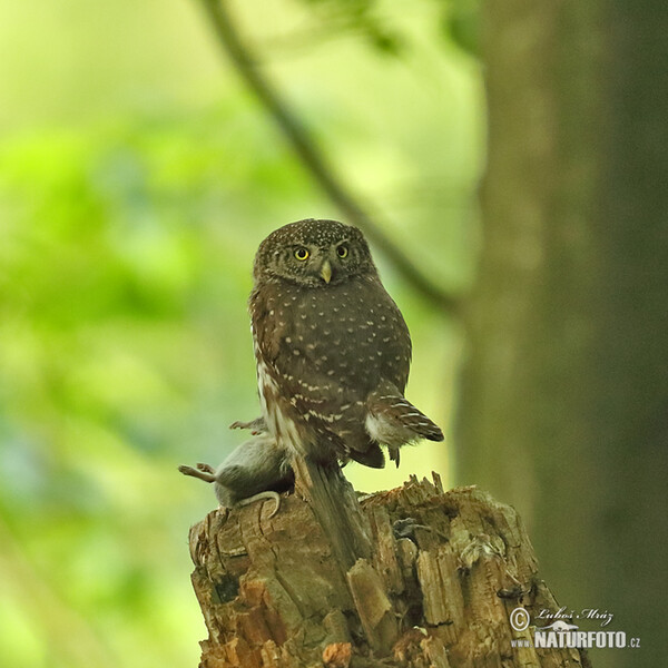 Pygmy Owl (Glaucidium passerinum)