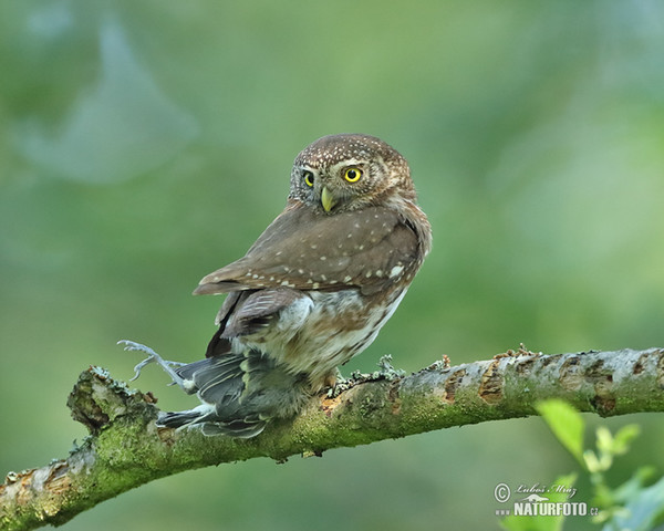 Pygmy Owl (Glaucidium passerinum)