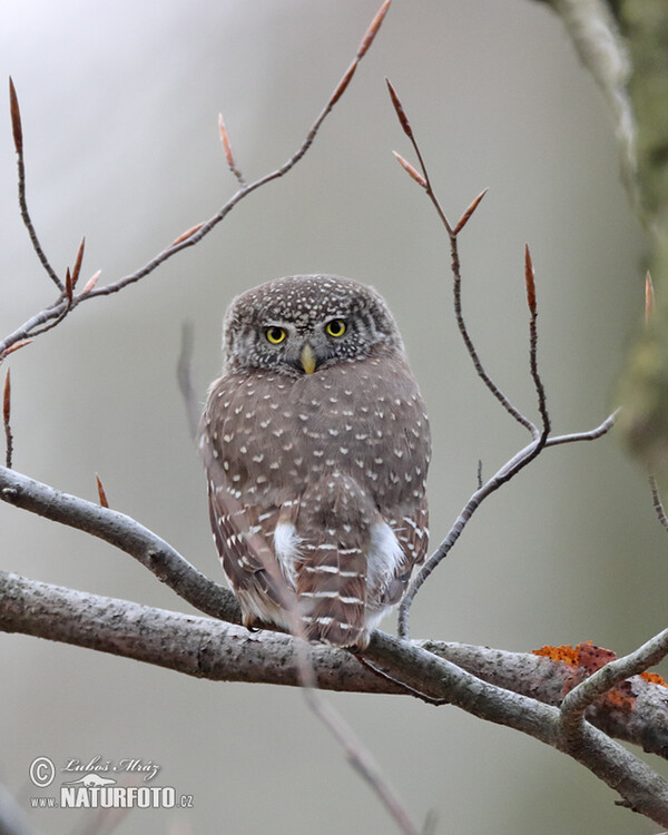 Pygmy Owl (Glaucidium passerinum)