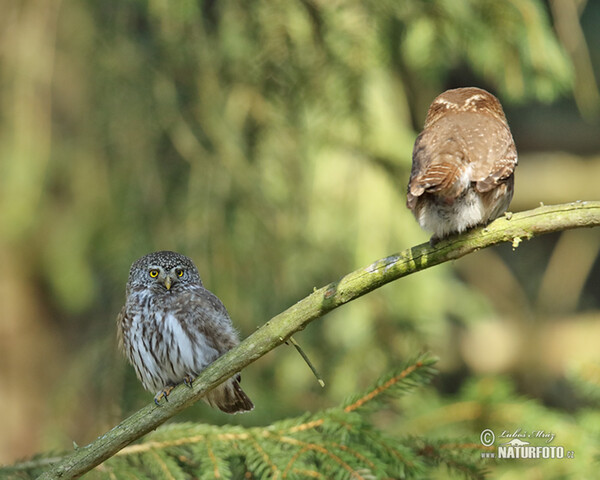 Pygmy Owl (Glaucidium passerinum)