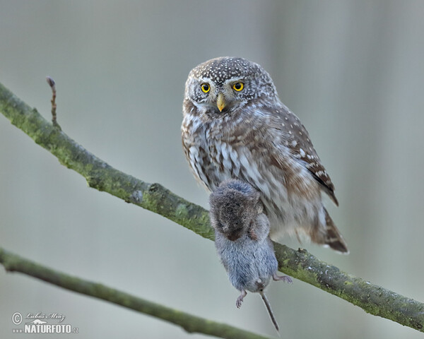 Pygmy Owl (Glaucidium passerinum)