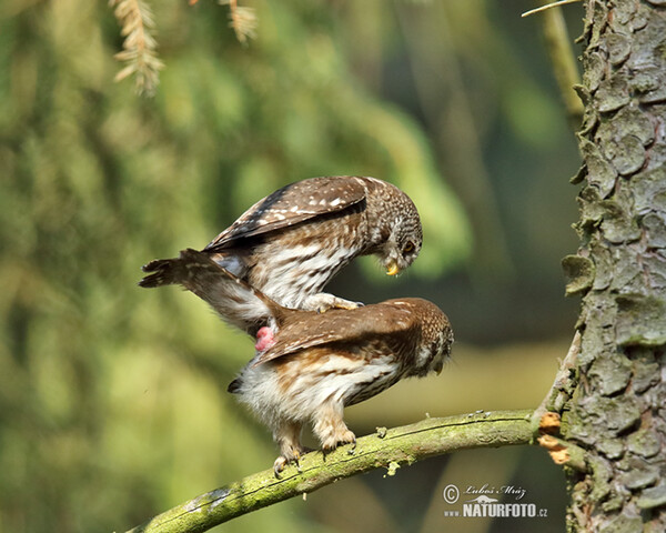 Pygmy Owl (Glaucidium passerinum)