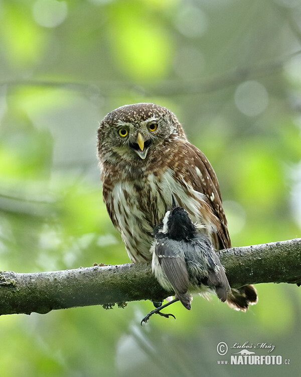 Pygmy Owl (Glaucidium passerinum)