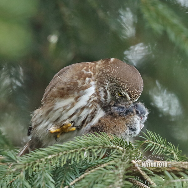 Pygmy Owl (Glaucidium passerinum)