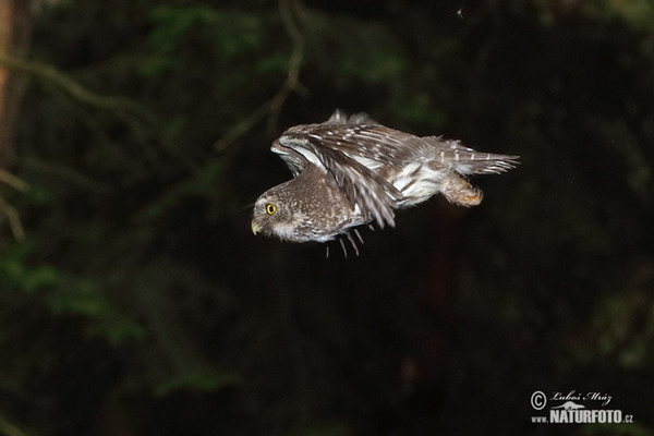 Pygmy Owl (Glaucidium passerinum)