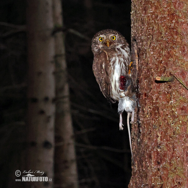 Pygmy Owl (Glaucidium passerinum)