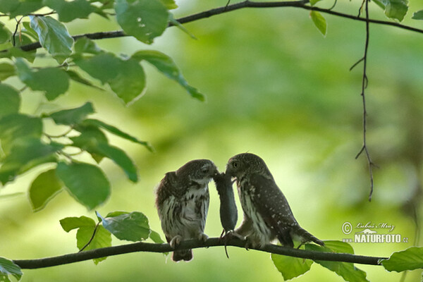 Pygmy Owl (Glaucidium passerinum)