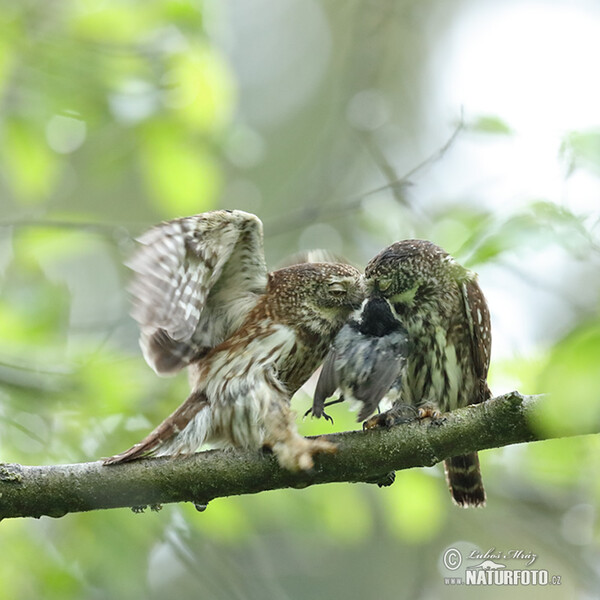 Pygmy Owl (Glaucidium passerinum)