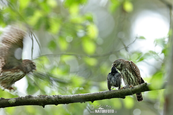 Pygmy Owl (Glaucidium passerinum)