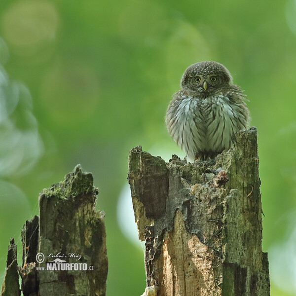 Pygmy Owl (Glaucidium passerinum)