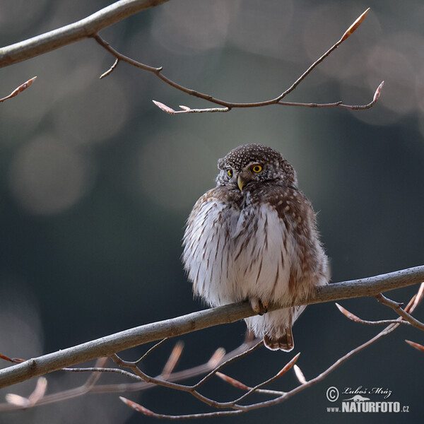 Pygmy Owl (Glaucidium passerinum)