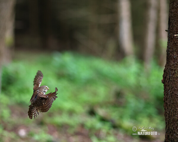 Pygmy Owl (Glaucidium passerinum)