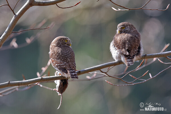 Pygmy Owl (Glaucidium passerinum)