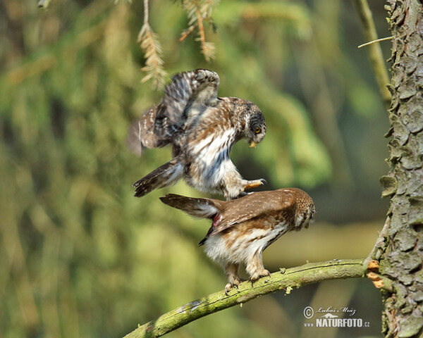 Pygmy Owl (Glaucidium passerinum)