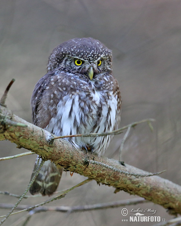 Pygmy Owl (Glaucidium passerinum)