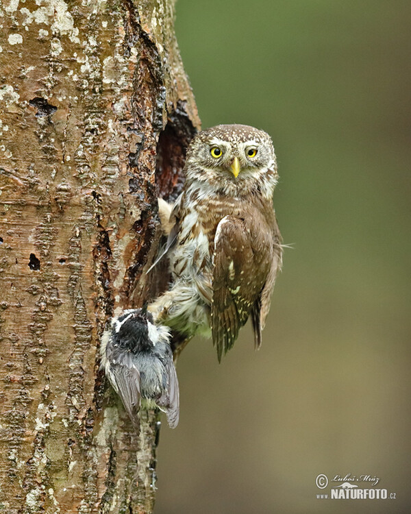 Pygmy Owl (Glaucidium passerinum)