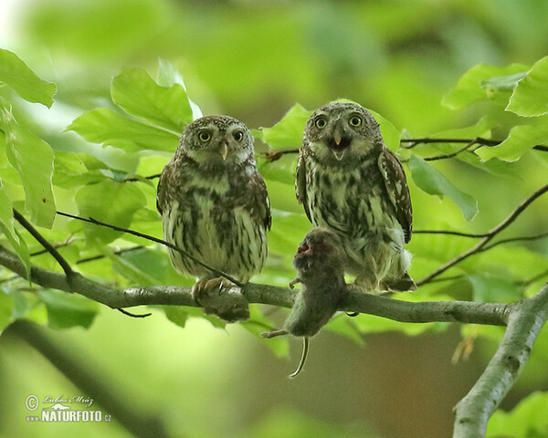 Pygmy Owl (Glaucidium passerinum)
