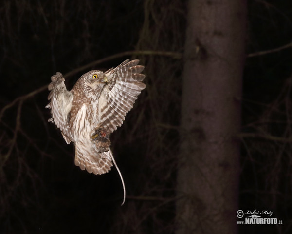 Pygmy Owl (Glaucidium passerinum)