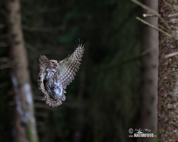 Pygmy Owl (Glaucidium passerinum)