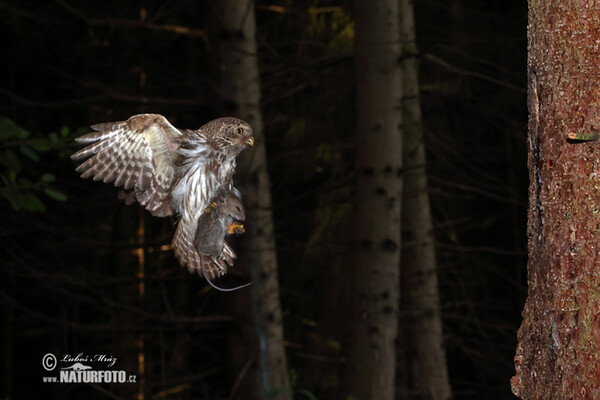 Pygmy Owl (Glaucidium passerinum)