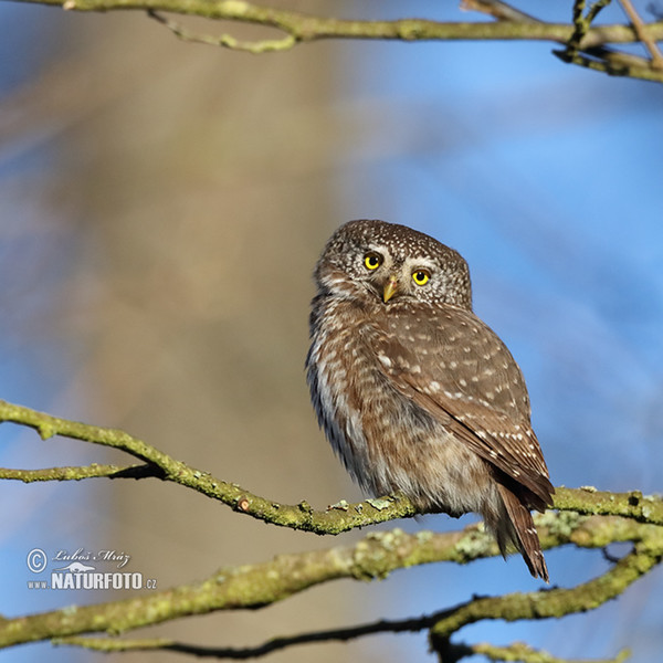 Pygmy Owl (Glaucidium passerinum)