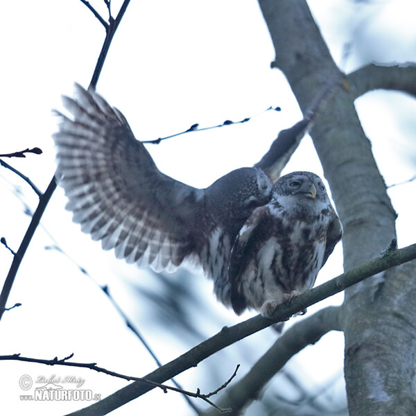 Pygmy Owl (Glaucidium passerinum)