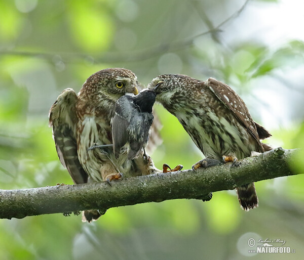 Pygmy Owl (Glaucidium passerinum)