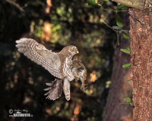 Pygmy Owl (Glaucidium passerinum)