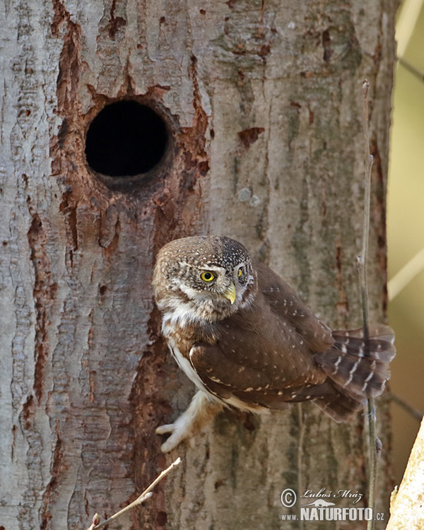 Pygmy Owl (Glaucidium passerinum)