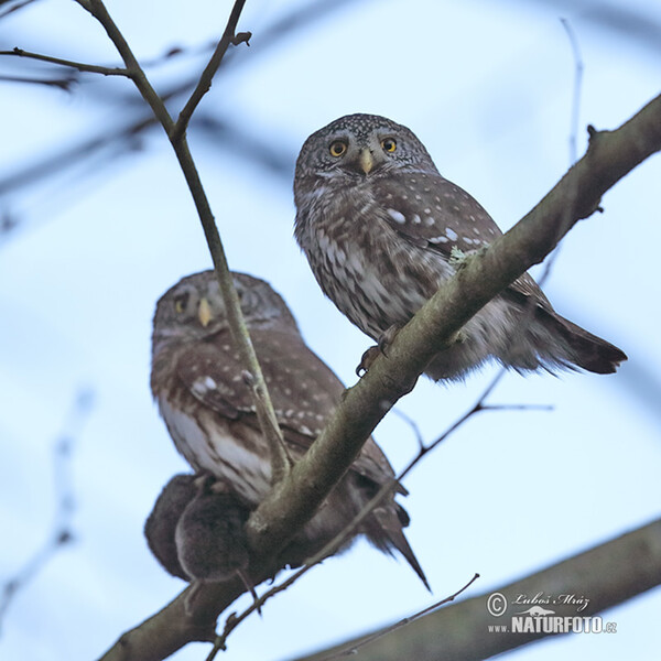 Pygmy Owl (Glaucidium passerinum)