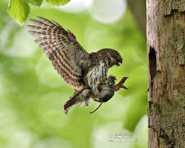 Pygmy Owl (Glaucidium passerinum)