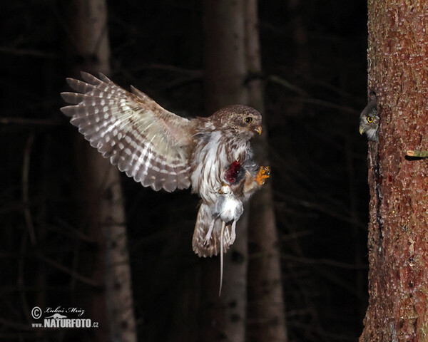 Pygmy Owl (Glaucidium passerinum)