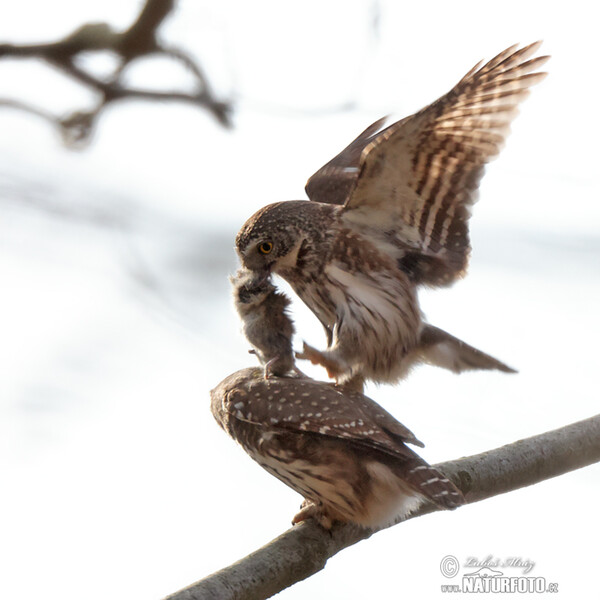 Pygmy Owl (Glaucidium passerinum)