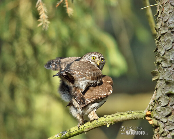 Pygmy Owl (Glaucidium passerinum)