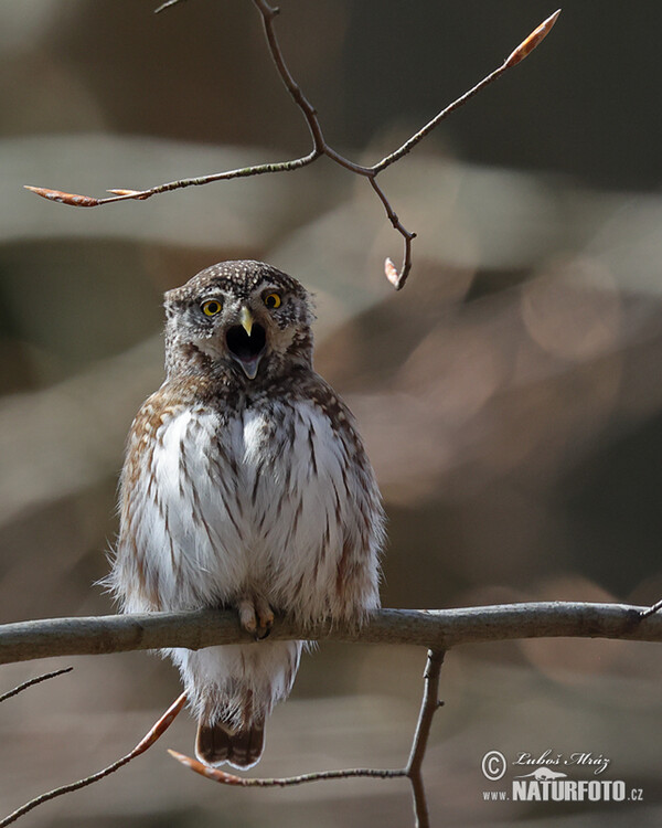 Pygmy Owl (Glaucidium passerinum)