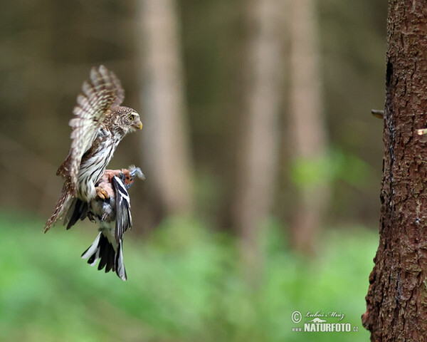 Pygmy Owl (Glaucidium passerinum)