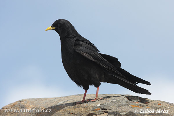 Pyrrhocorax graculus