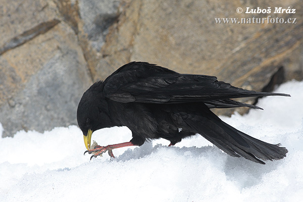 Pyrrhocorax graculus