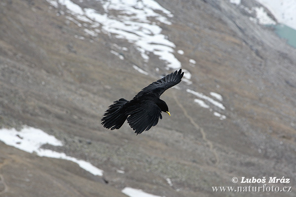 Pyrrhocorax graculus