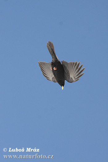 Pyrrhocorax graculus