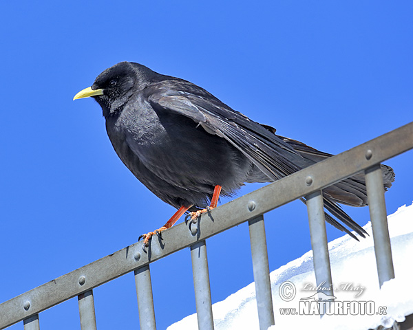 Pyrrhocorax graculus