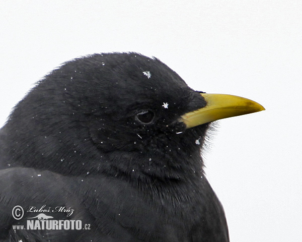 Pyrrhocorax graculus