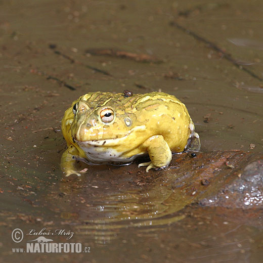 Pyxicephalus adspersus