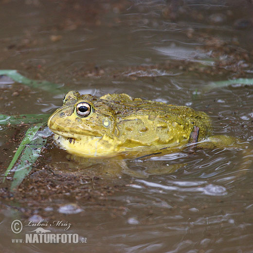 Pyxicephalus adspersus