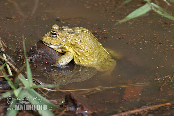 Pyxicephalus adspersus