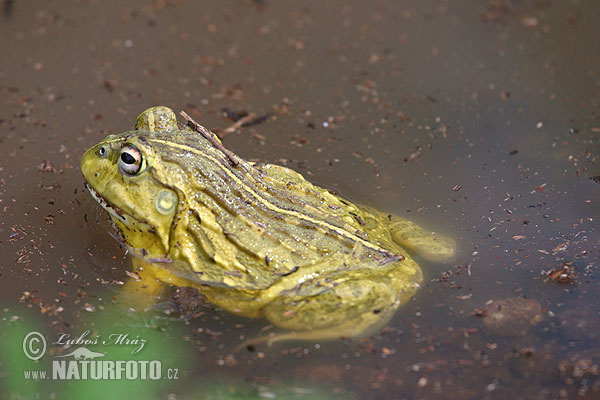 Pyxicephalus adspersus